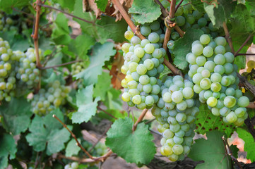 View of vineyard row with bunches of ripe white wine grapes at sunset.