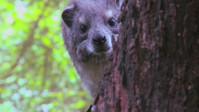 An African hyrax peers out of a tree.