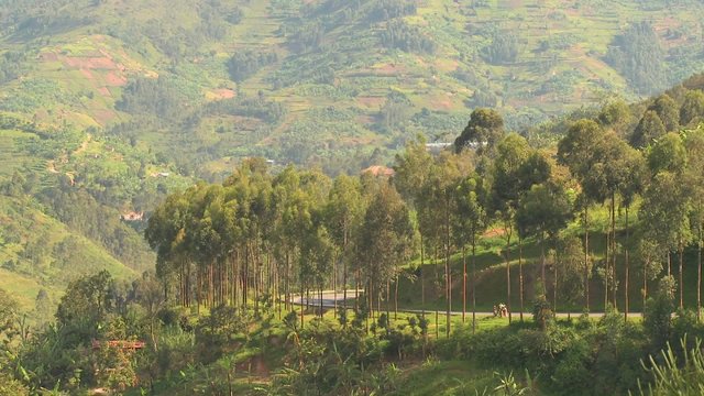 Minibus and minivan travel a steep mountain road in Rwanda.