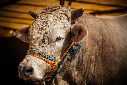 Kurban Bayramı i&ccedil;in satılan kurbanlık boğa.