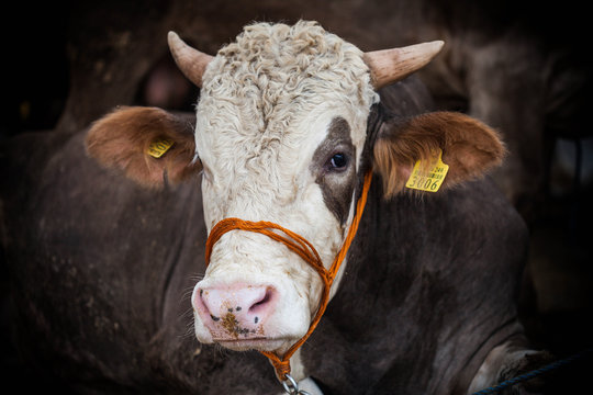 Kurban Bayramı i&ccedil;in satılan kurbanlık boğa.