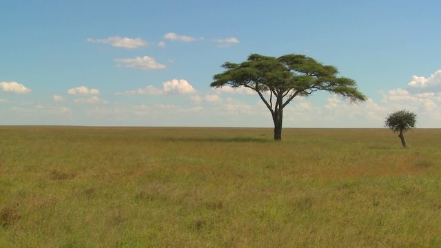 A lonely tree on the Serengeti plain.