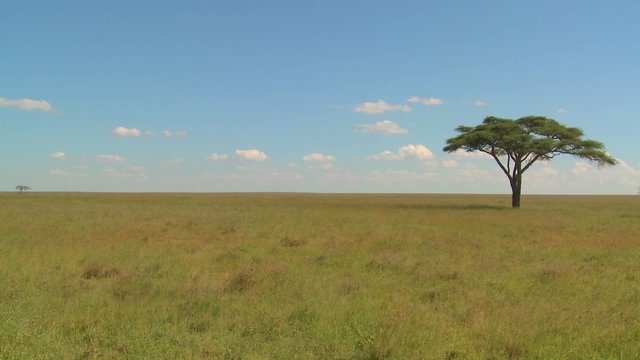 A lonely tree on the Serengeti plain in Africa.
