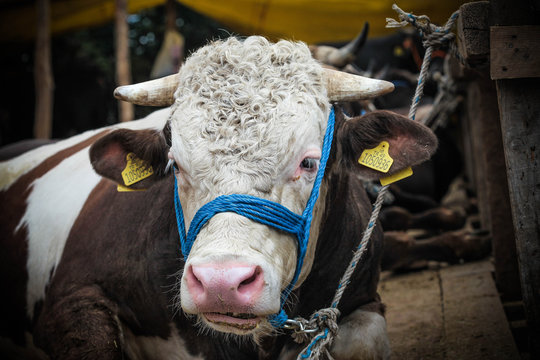 Kurban Bayramı i&ccedil;in satılan kurbanlık boğa.