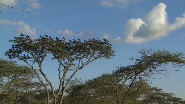 Birds burst from a tree and fly in all directions on the African plain.