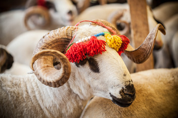 Fototapeta premium Kurban Bayramı için satılan koyunlar