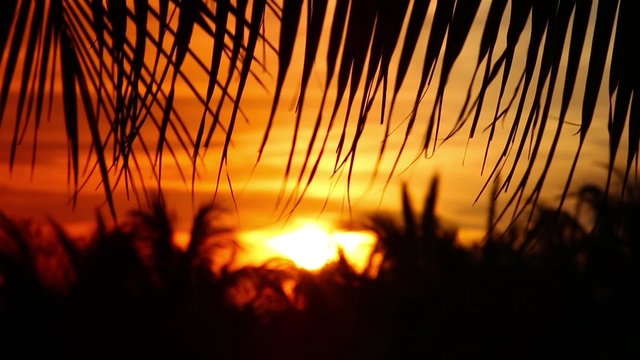 Sunset through palm tree leaf silhouette
