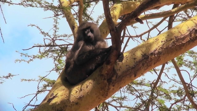 An adult baboon rests in a tree and scratches his head.