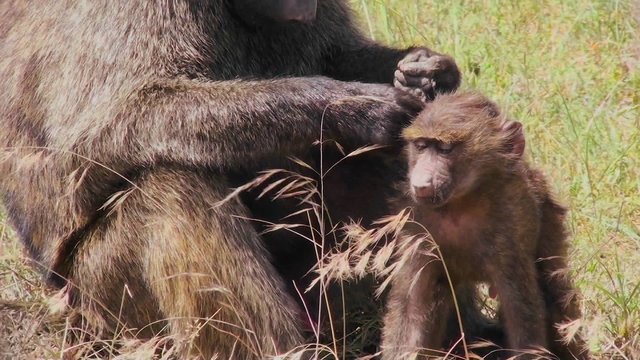 A mother baboon picks fleas and ticks off of her baby during this grooming ritual.