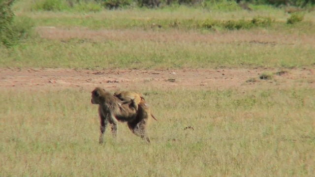 A mother baboon carries her baby across the savannah in Africa.