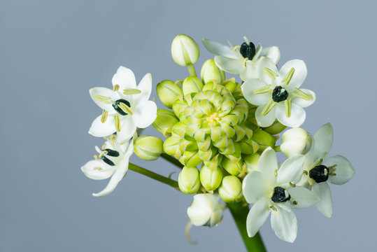close-up ornithogalum, Star-of-Bethlehem, belongs to the family