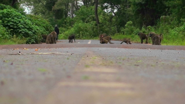 Baboons play on a road in Africa.