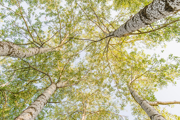 Fototapeta premium Top of the Birches