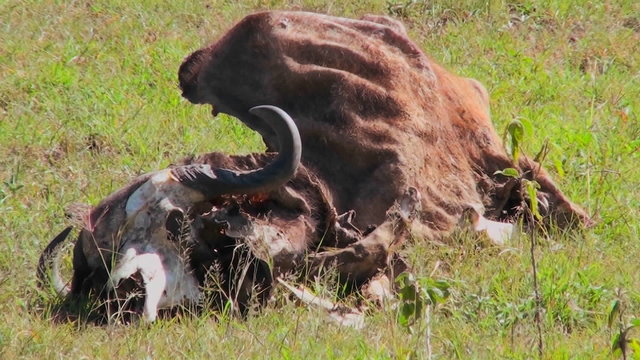 The carcass of a cow lying in a field.