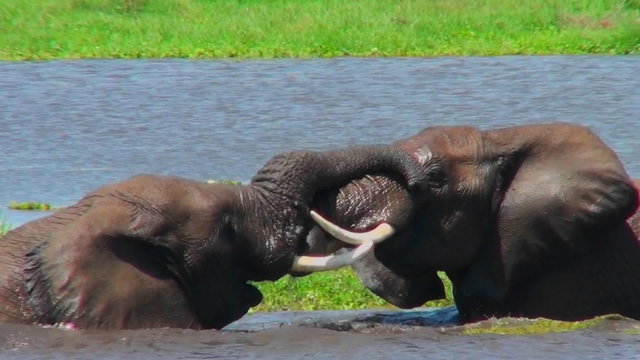 Juvenile elephants play and tussle in a watering hole in Africa.