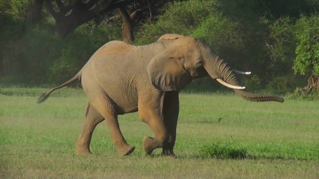 Two elephants fight on the plains of Africa.