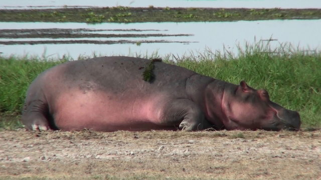 A hippo asleep by a watering hole in Africa.