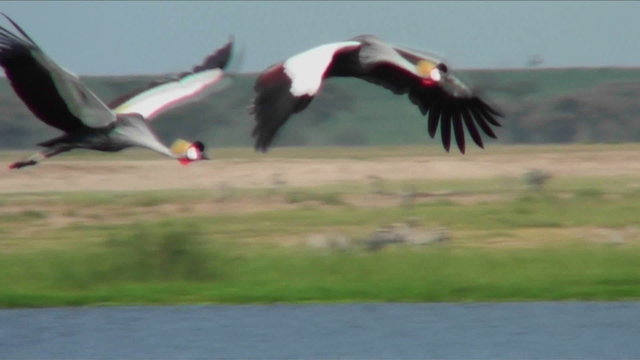Beautiful slow motion shot of African crested cranes in flight.