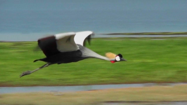 A beautiful slow motion shot of an African crested crane in flight.