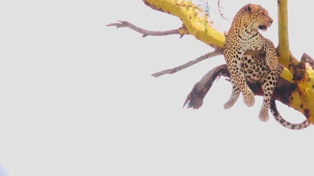 A leopard in a tree in Africa.