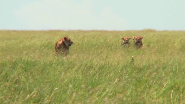 A group of lions walk through tall grass in the distance on the prowl.