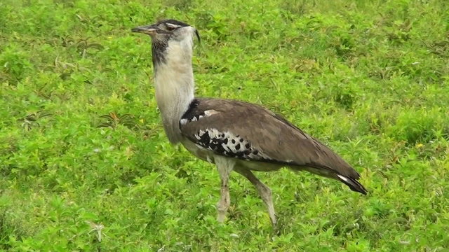 A kori bustard bird walks in grass in Africa.