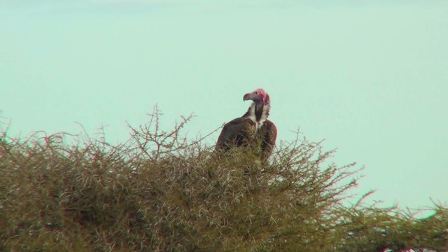 An African vulture sits in a tree.