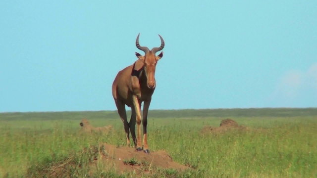 A topi African antelope standing on top of an anthill.