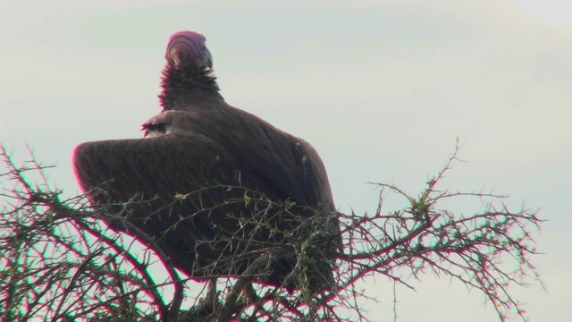 An African vulture sits in a tree looking around.