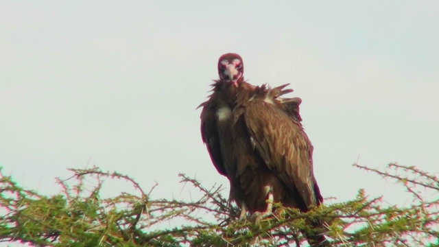 An African vulture looks down out of a tree.