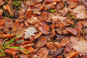 Autumn beech leaves