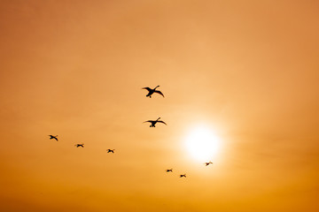 Fototapeta na wymiar 白鳥と太陽
