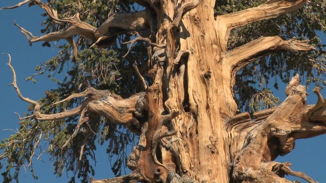 Old bristle cone pine trees grow in the White Mountains of California.