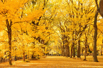 Naklejka na ściany i meble Central Park Autumn