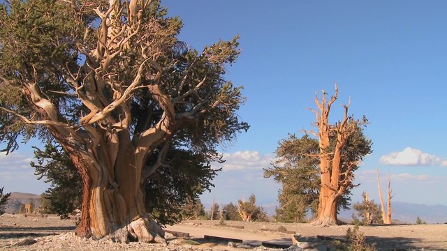 Pine cones hang from ancient bristlecone trees in the White Mountains of California.