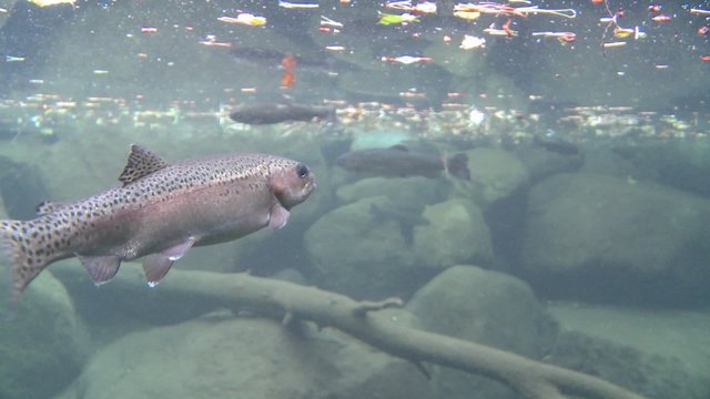Rainbow trout swimming underwater in a pond.