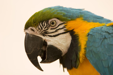 Blue and Yellow Macaw Portrait