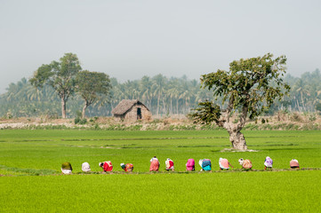 Group of women worikng in a green paddy field.