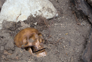 Buried Human Skull