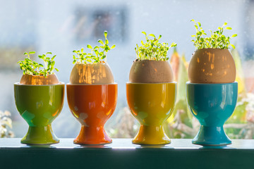four color egg cups with growing green cress