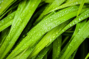 Green leaves with raindrops.