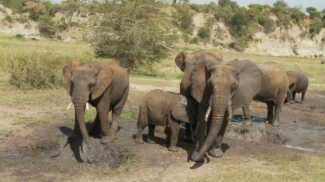 ws of elephants at mud hole & leaving