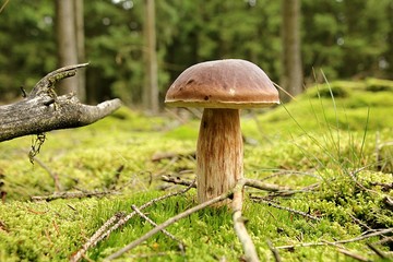 Mushroom in an autum forest