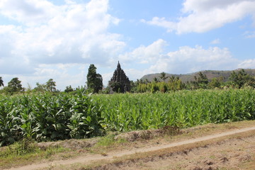 Obraz premium Sojiwan Temple
