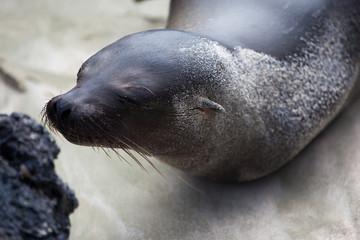 Baby sea lion smelling the rock at Galapagos Islands, Ecuador, Pacific, South America