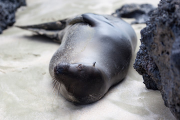A sea lion on the beach at Galapagos Islands, Ecuador