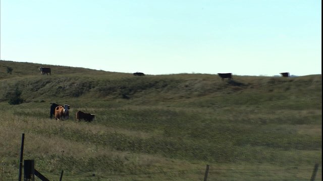 cattle MS, zoon out to reveal herd of sheep