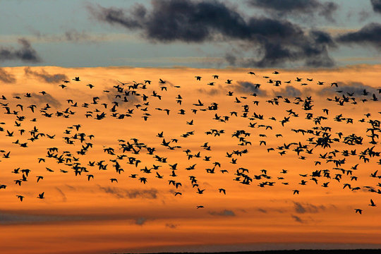 Snow Geese at Sunrise; Bosque del Apache NWR near Socorro, New Mexico