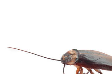 Closeup a dead cockroach showing its antenna isolated over white