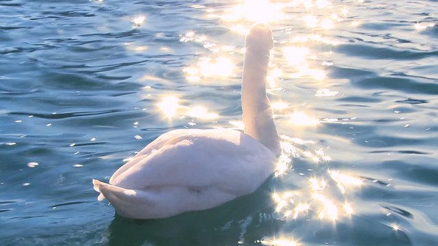 A white swan swims on sparkling water in a lake.